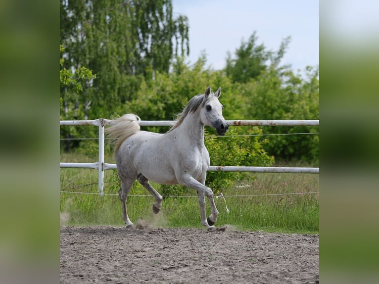 Pur-sang arabe Jument 7 Ans 153 cm Gris in Lodz