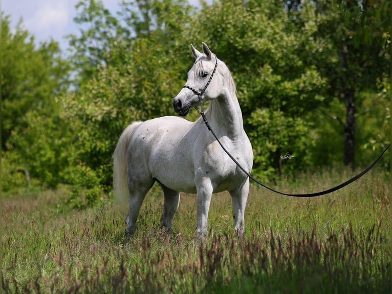Pur-sang arabe Jument 7 Ans 153 cm Gris in Lodz
