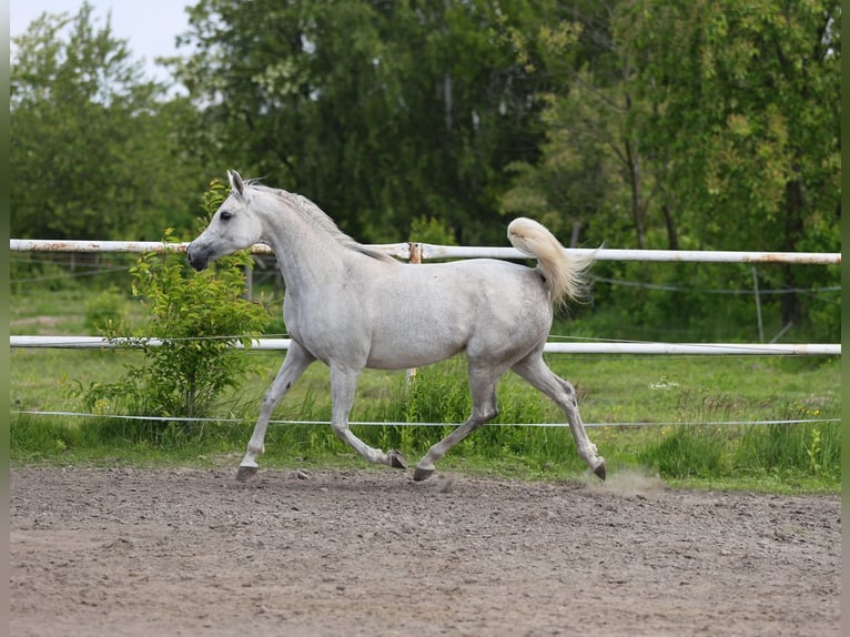 Pur-sang arabe Jument 7 Ans 153 cm Gris in Lodz