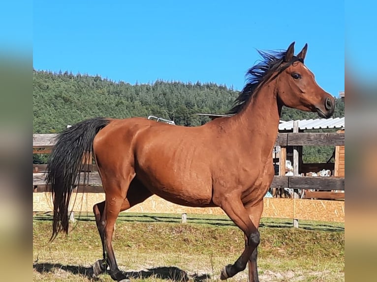 Pur-sang arabe Jument 7 Ans 154 cm Bai in Wald-Michelbach