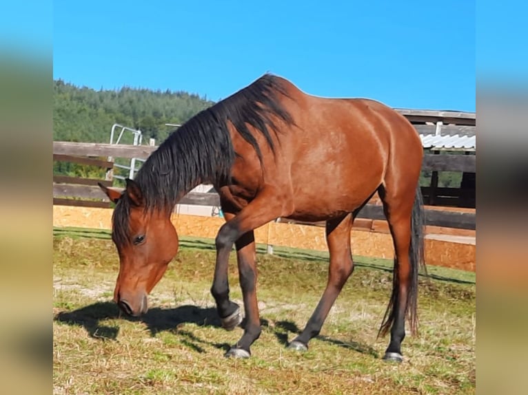 Pur-sang arabe Jument 7 Ans 154 cm Bai in Wald-Michelbach