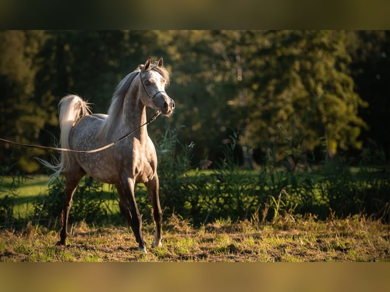 Pur-sang arabe Jument 7 Ans 154 cm Gris in Goulven