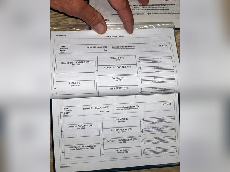 Pur-sang arabe Jument 7 Ans 155 cm Alezan brûlé in Borinka