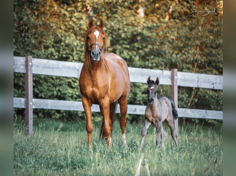 Pur-sang arabe Jument 7 Ans 155 cm Alezan in Moosbach