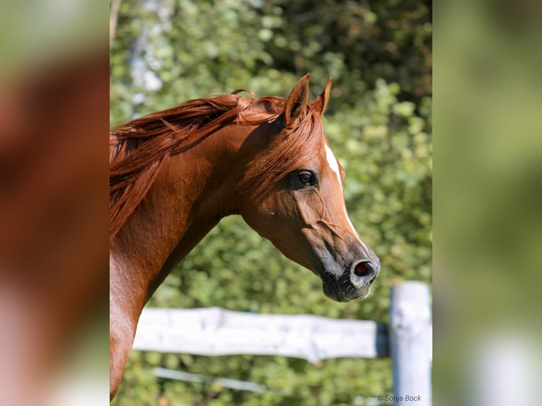 Pur-sang arabe Jument 7 Ans 155 cm Alezan in Moosbach