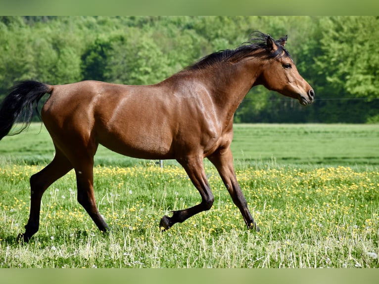 Pur-sang arabe Jument 7 Ans 155 cm Bai in Jeuss