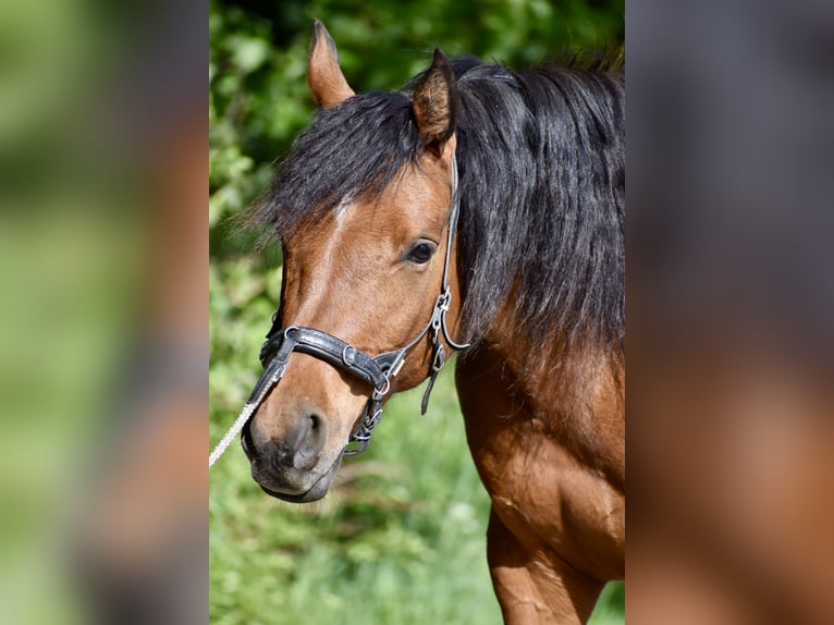 Pur-sang arabe Jument 7 Ans 155 cm Bai in Jeuss