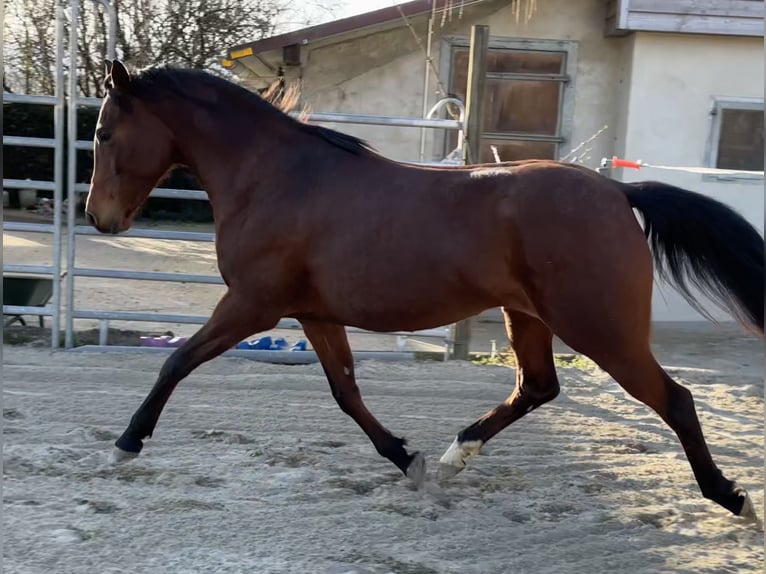 Pur-sang arabe Jument 7 Ans 155 cm Bai in Penthaz