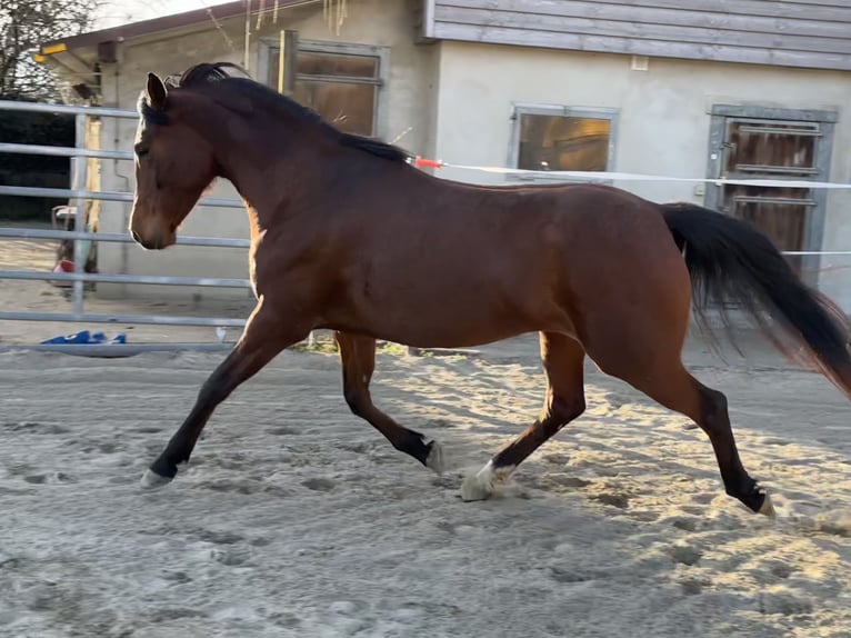 Pur-sang arabe Jument 7 Ans 155 cm Bai in Penthaz