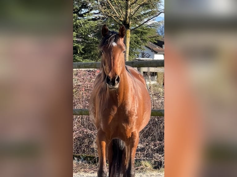 Pur-sang arabe Jument 7 Ans 155 cm Bai in Penthaz