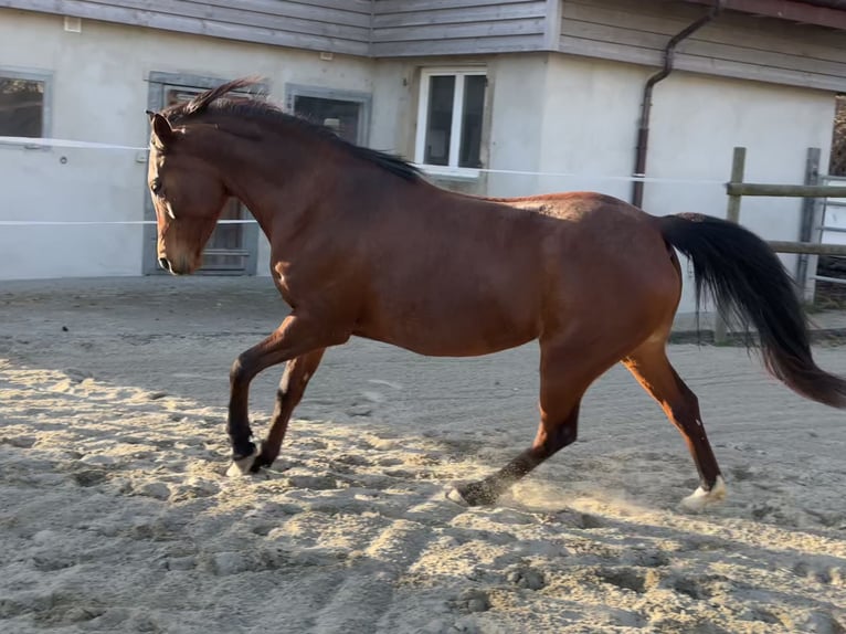 Pur-sang arabe Jument 7 Ans 155 cm Bai in Penthaz