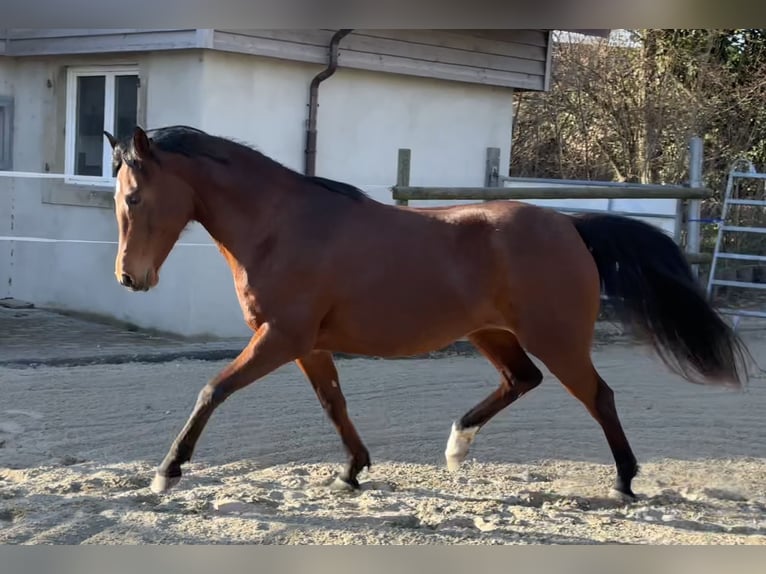 Pur-sang arabe Jument 7 Ans 155 cm Bai in Penthaz