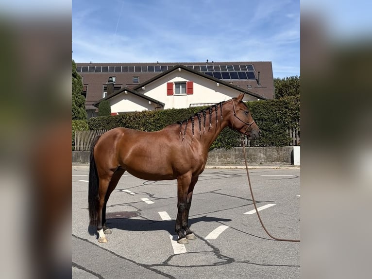 Pur-sang arabe Jument 7 Ans 155 cm Bai in Penthaz