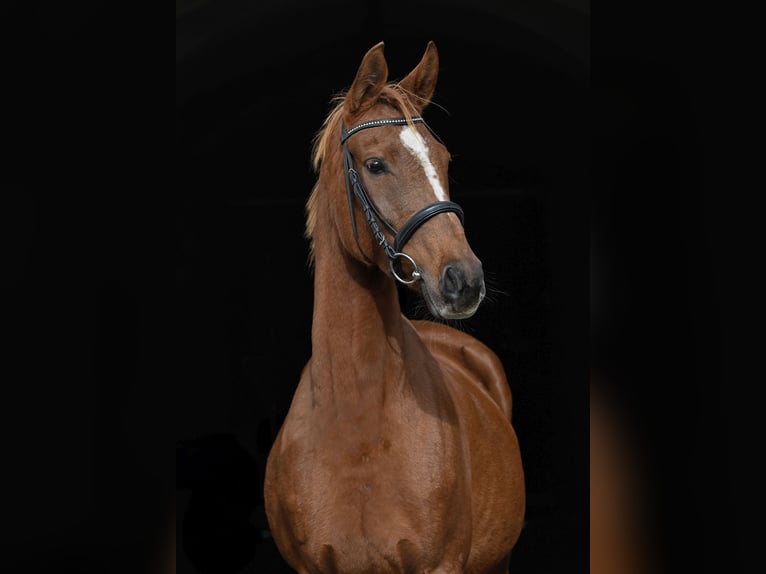 Pur-sang arabe Jument 7 Ans 156 cm Alezan in Seeon-Seebruck