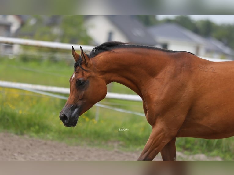 Pur-sang arabe Jument 7 Ans 157 cm Bai in Lodz
