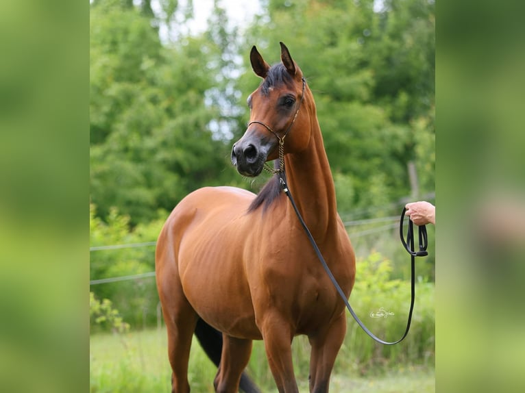 Pur-sang arabe Jument 7 Ans 157 cm Bai in Lodz