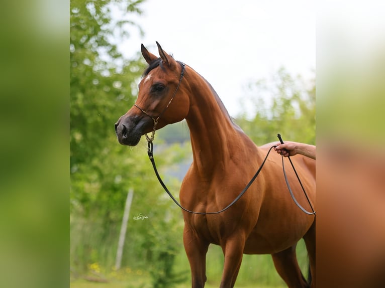 Pur-sang arabe Jument 7 Ans 157 cm Bai in Lodz