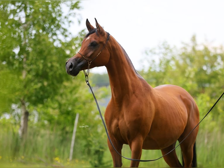 Pur-sang arabe Jument 7 Ans 157 cm Bai in Lodz