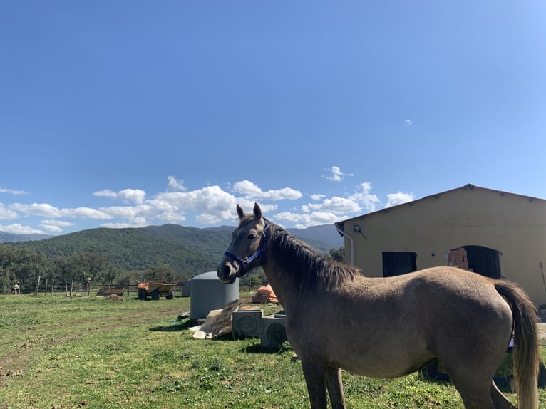 Pur-sang arabe Jument 7 Ans 160 cm Gris in caronia