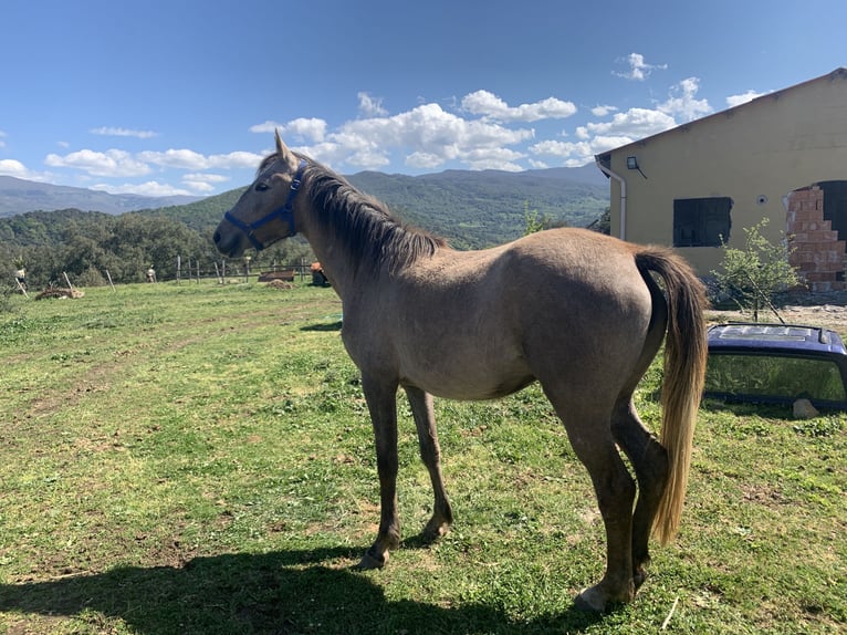 Pur-sang arabe Jument 7 Ans 160 cm Gris in caronia