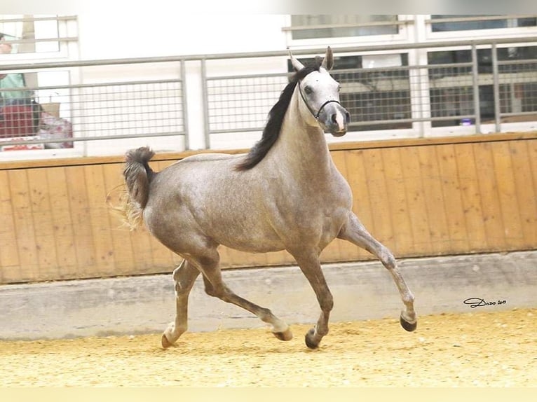 Pur-sang arabe Jument 7 Ans 162 cm Gris in Bramberg