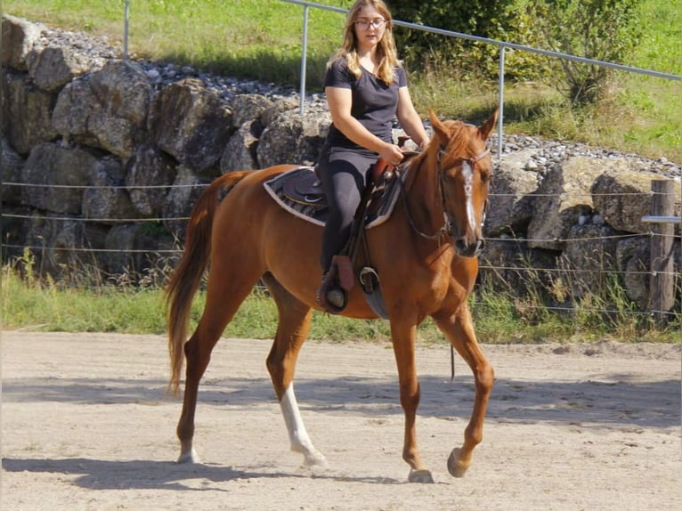 Pur-sang arabe Jument 7 Ans Alezan in Wallsee