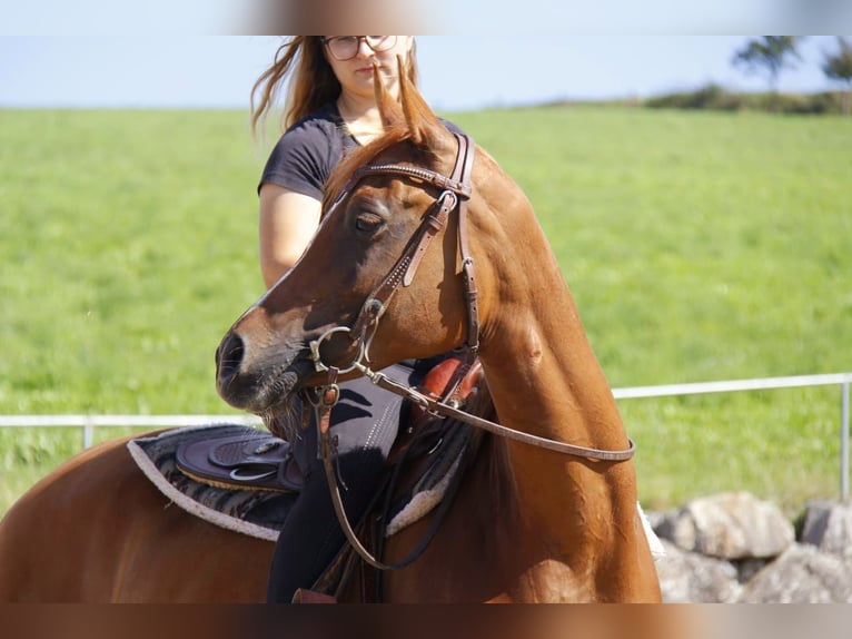Pur-sang arabe Jument 7 Ans Alezan in Wallsee