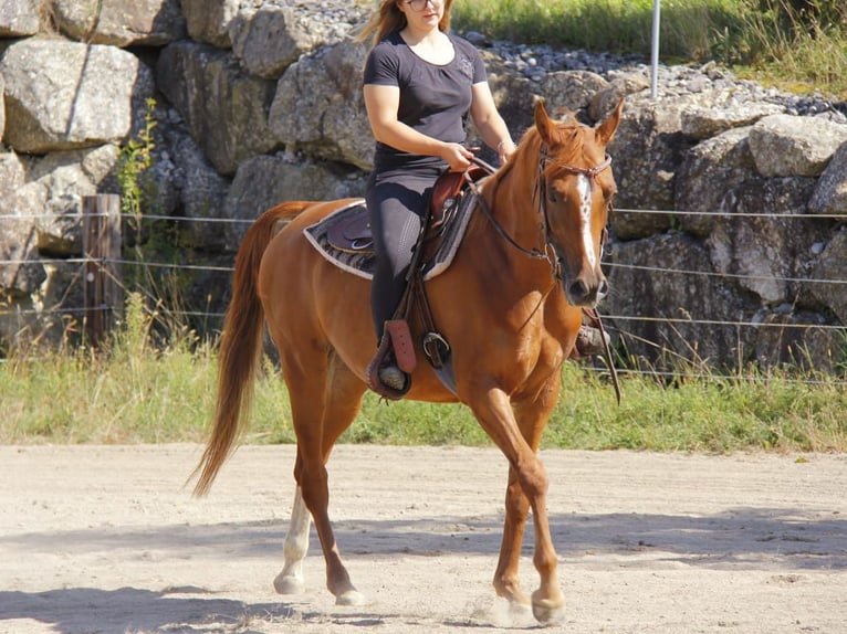 Pur-sang arabe Jument 7 Ans Alezan in Wallsee