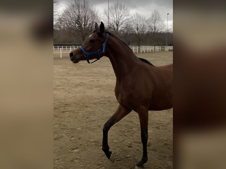 Pur-sang arabe Jument 7 Ans Bai in Borsano