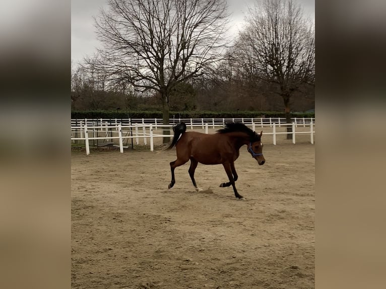 Pur-sang arabe Jument 7 Ans Bai in Borsano