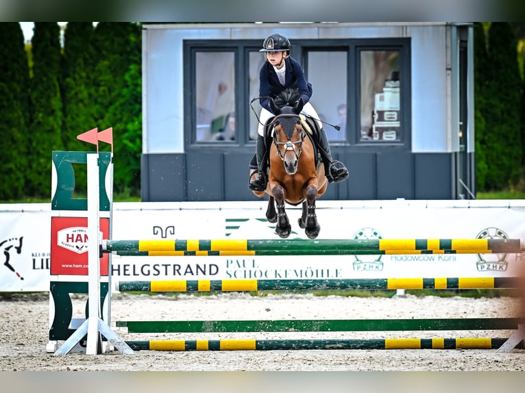 Pur-sang arabe Jument 8 Ans 150 cm Bai in Tarnowskie Góry