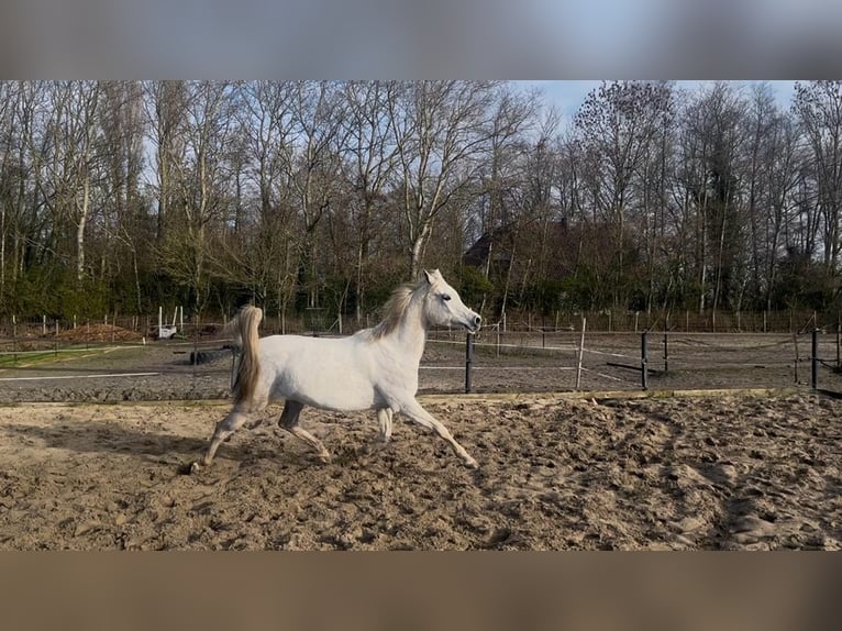 Pur-sang arabe Jument 8 Ans 150 cm Gris in Rockanje