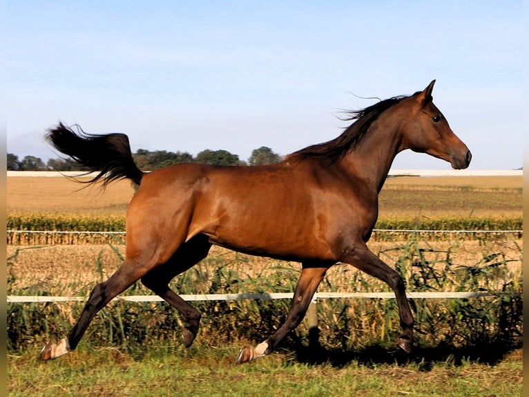 Pur-sang arabe Jument 8 Ans 152 cm Bai brun in Kehl