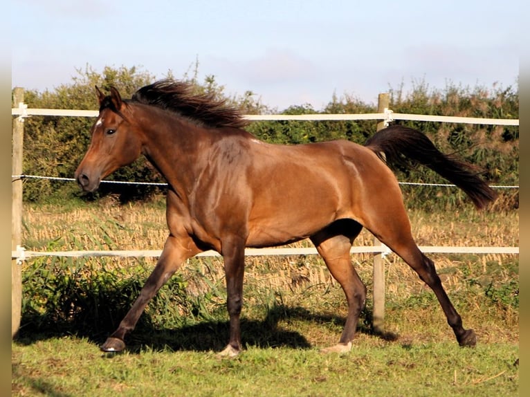Pur-sang arabe Jument 8 Ans 152 cm Bai brun in Kehl