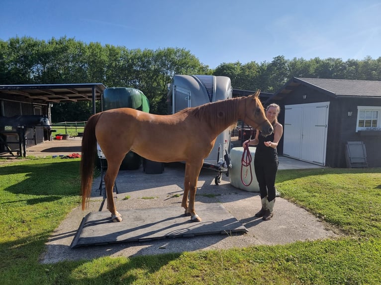 Pur-sang arabe Jument 8 Ans 153 cm Alezan in Rockanje