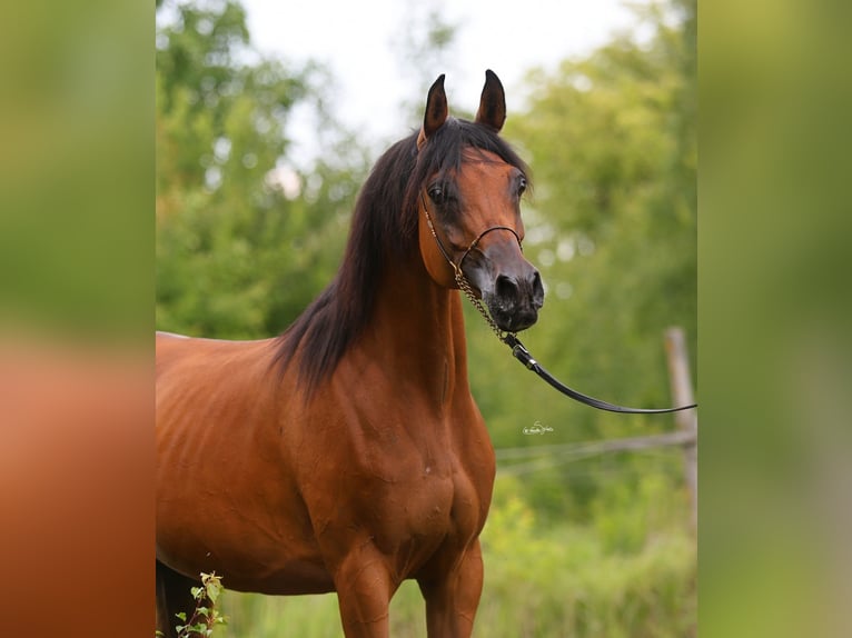 Pur-sang arabe Jument 8 Ans 153 cm Bai in Lodz