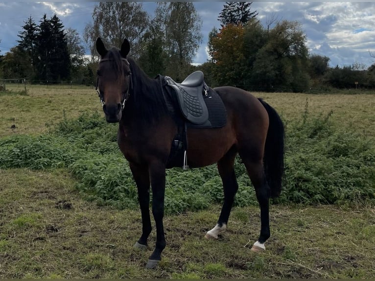 Pur-sang arabe Jument 8 Ans 154 cm Bai in Münsterhausen