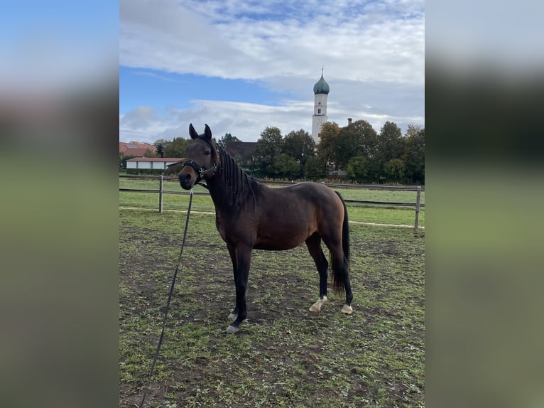 Pur-sang arabe Jument 8 Ans 154 cm Bai in Münsterhausen