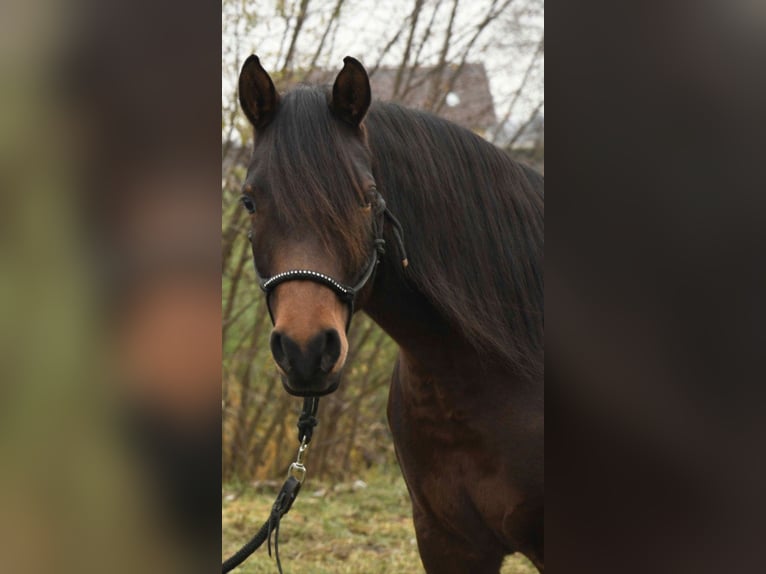 Pur-sang arabe Jument 8 Ans 154 cm Bai in Münsterhausen