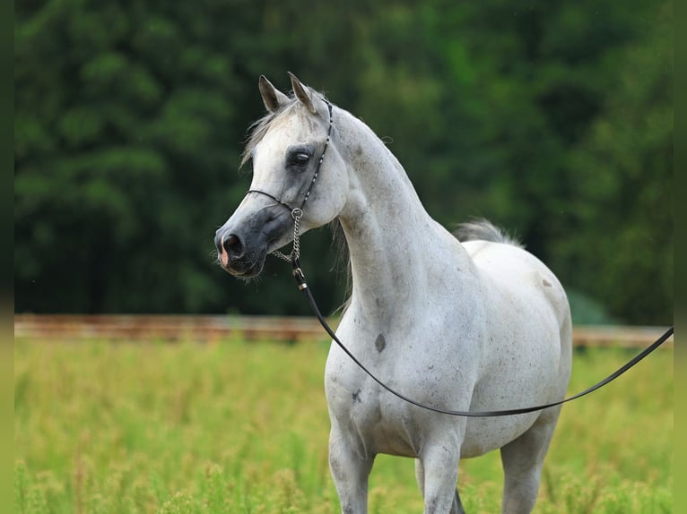 Pur-sang arabe Jument 8 Ans 154 cm Gris in Łódź