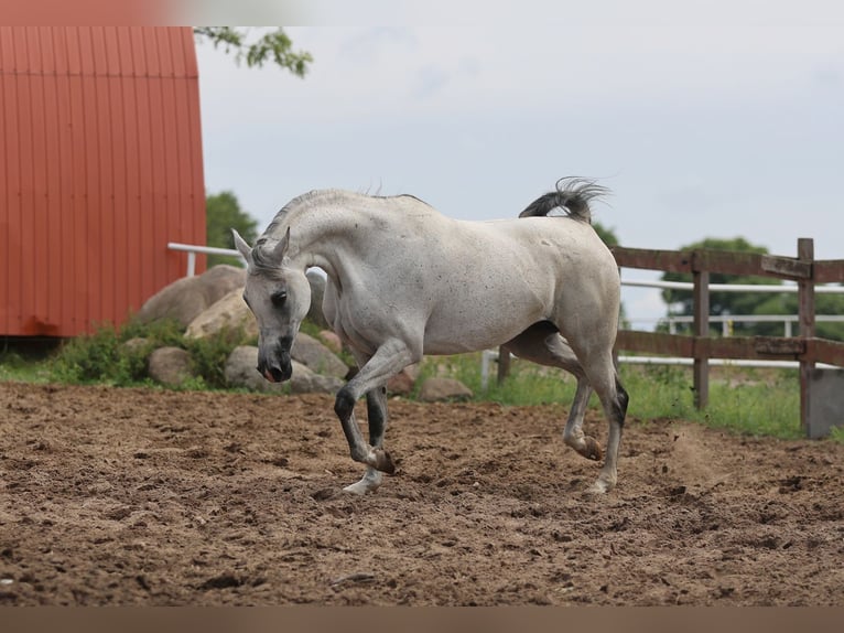 Pur-sang arabe Jument 8 Ans 154 cm Gris in Łódź