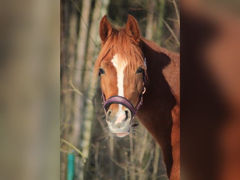 Pur-sang arabe Jument 8 Ans 155 cm Alezan in Turek