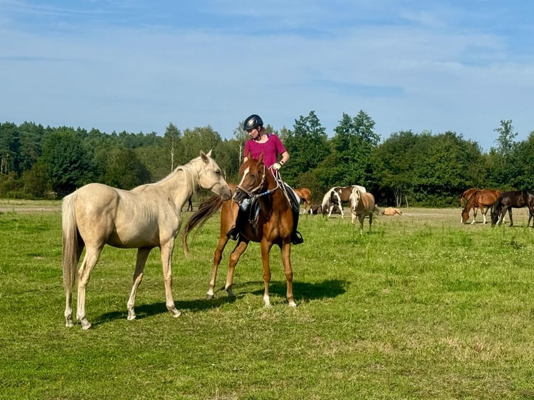 Pur-sang arabe Jument 8 Ans 155 cm Alezan in Turek