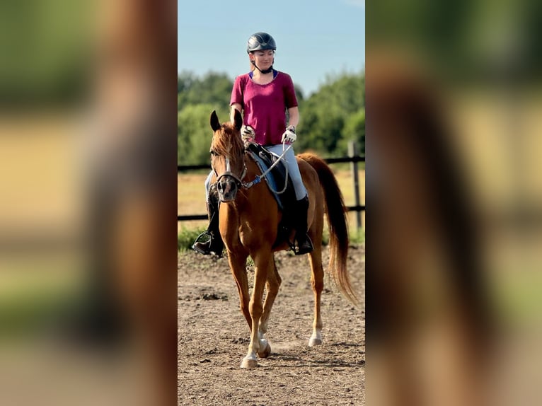 Pur-sang arabe Jument 8 Ans 155 cm Alezan in Turek