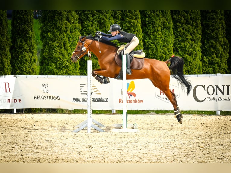 Pur-sang arabe Jument 8 Ans 155 cm Bai in Tarnowskie Góry