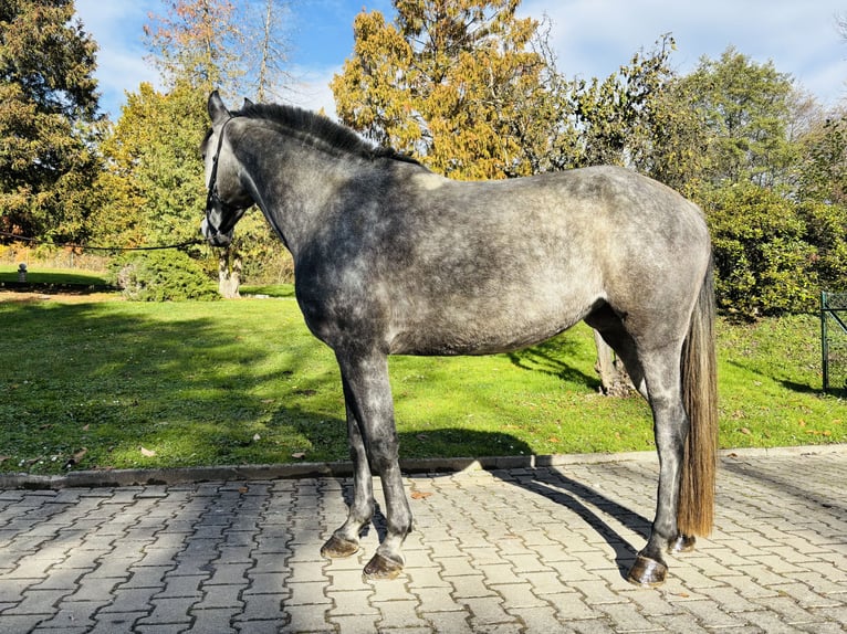 Pur-sang arabe Jument 8 Ans 160 cm Gris pommelé in Grafenstein