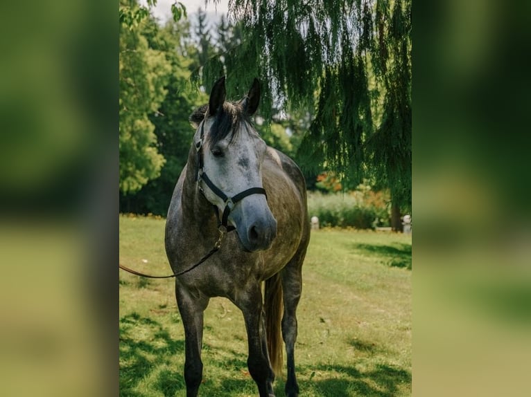 Pur-sang arabe Jument 8 Ans 160 cm Gris pommelé in Grafenstein