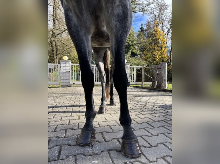 Pur-sang arabe Jument 8 Ans 160 cm Gris pommelé in Grafenstein