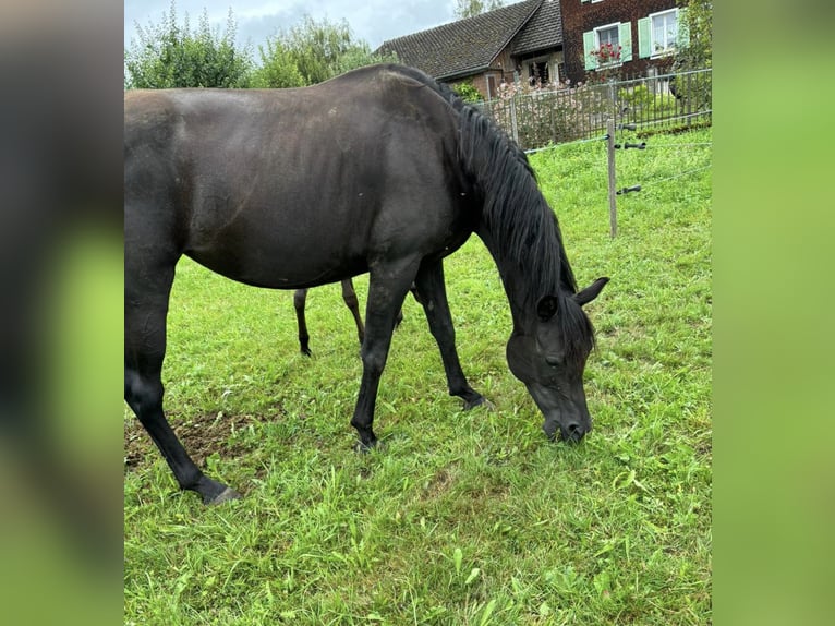 Pur-sang arabe Jument 8 Ans 163 cm Noir in Ermensee