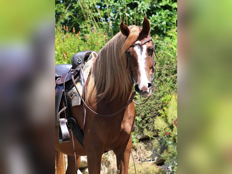 Pur-sang arabe Jument 8 Ans Alezan brûlé in Wallsee
